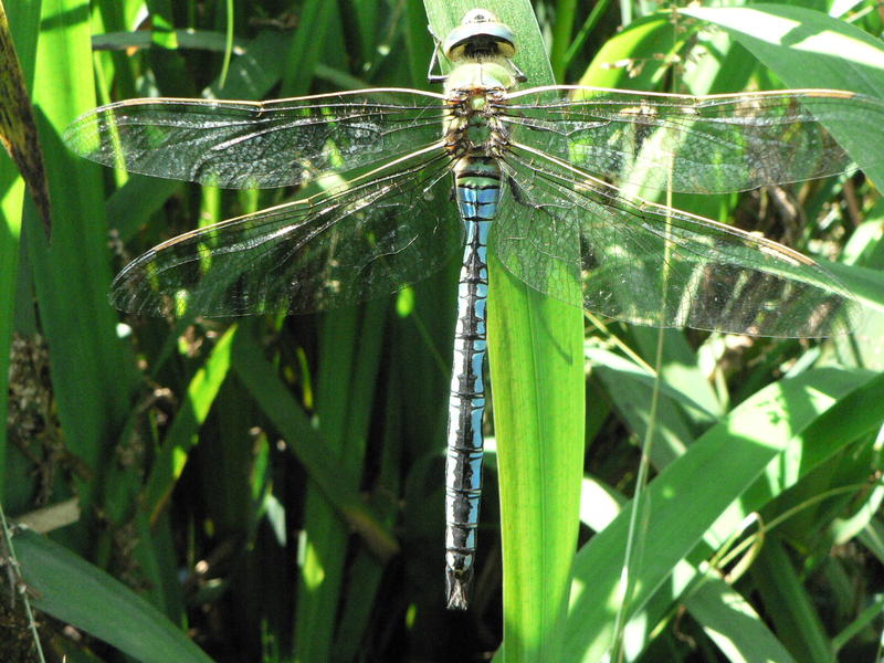 Sortie nature - la vie secrète des mares