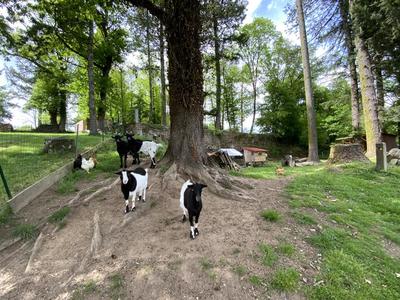 Maison - 235 m² - 9 pièces