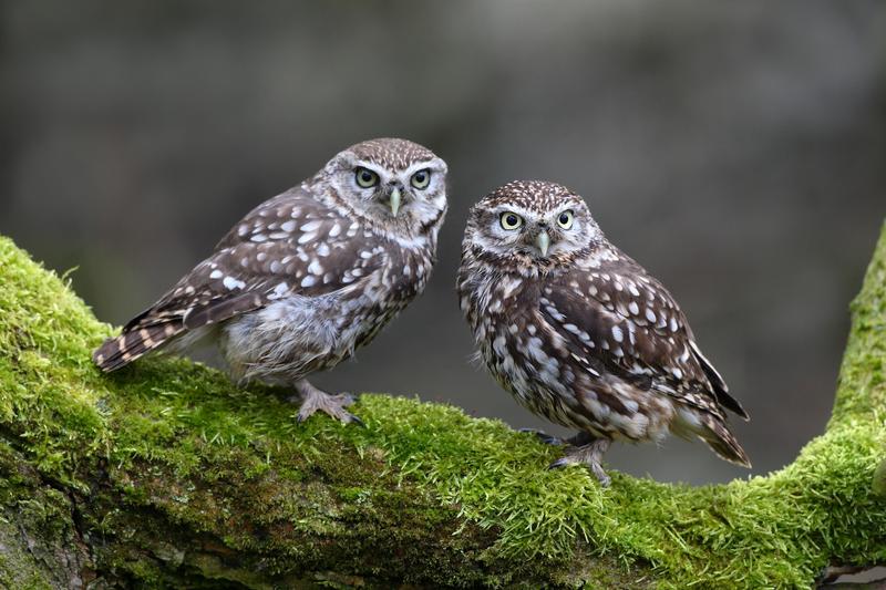 Rendez-vous nature (causerie et promenade) / Chouettes, hiboux, chauves-souris et autres animaux de la nuit