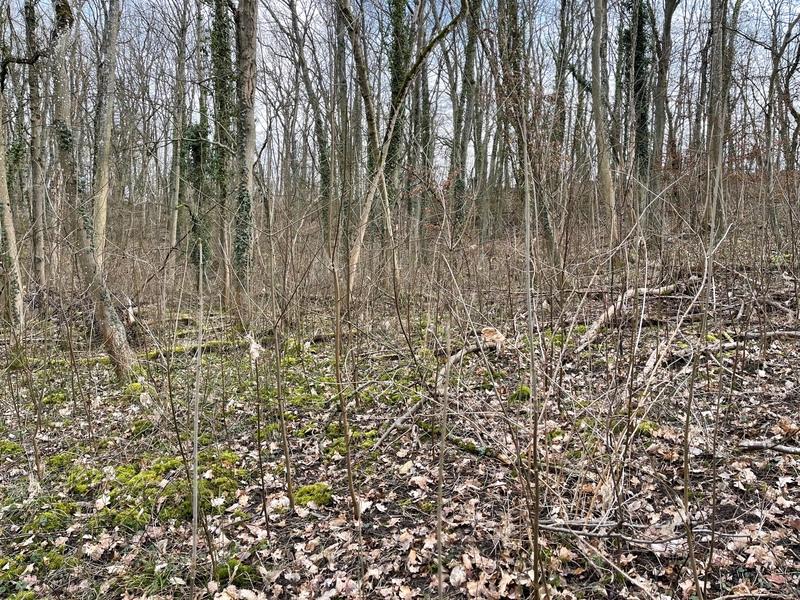 Terrain - 61 797 m²