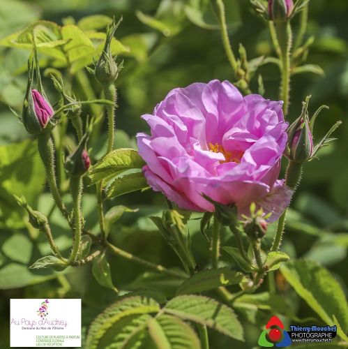 Domaine du Mas de l'Olivine