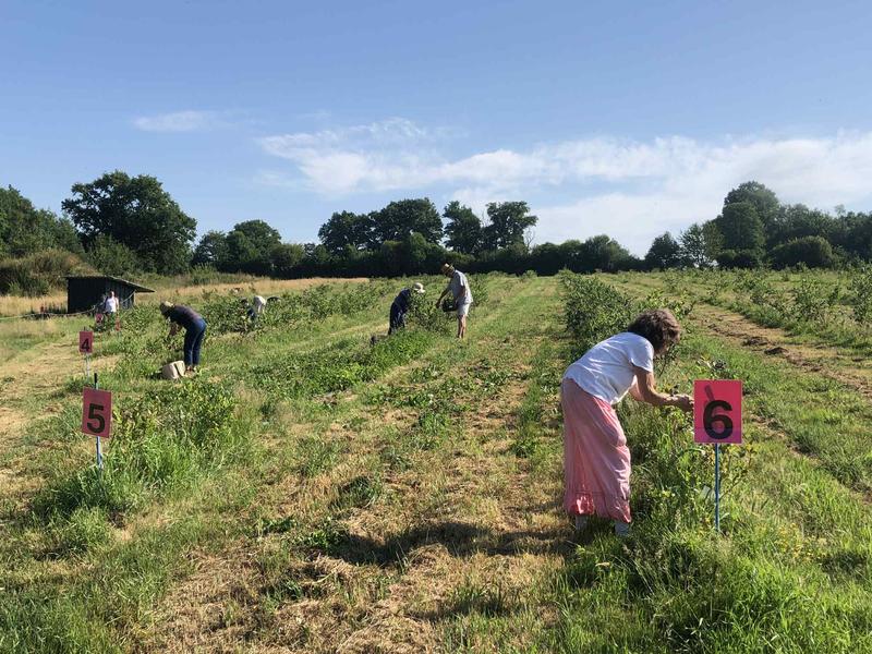Auto-cueillette des myrtilles bio à la ferme