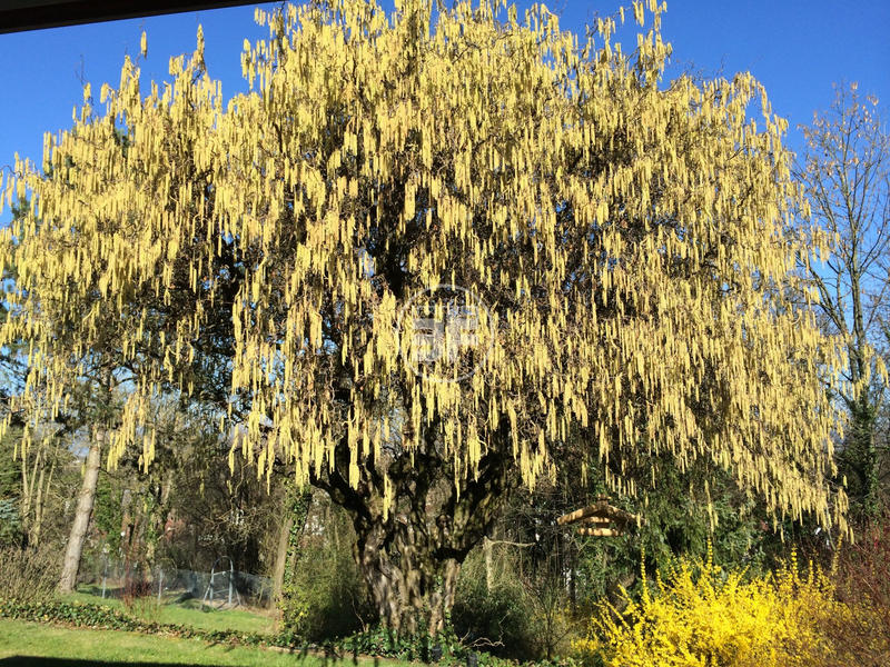 Maison - 240 m² - 5 pièces