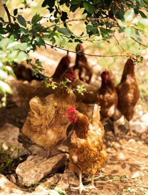 Magasin Fermier Chez la Mere