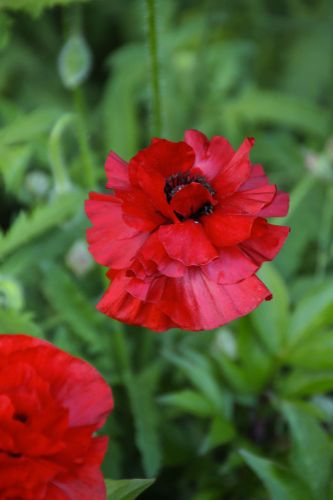 Les Jardins de Martels