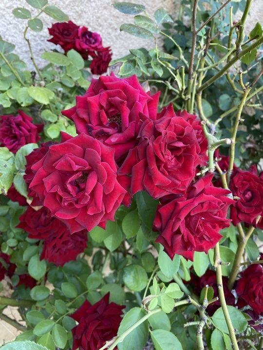 Propriété - 191 m² - 16 pièces