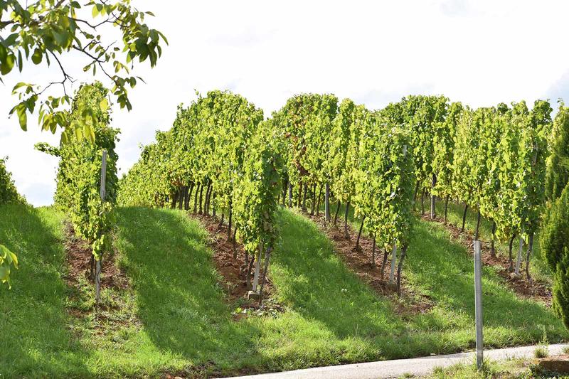 Visite guidée sportive du vignoble