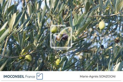 Terrain agricole - 5 359 m²