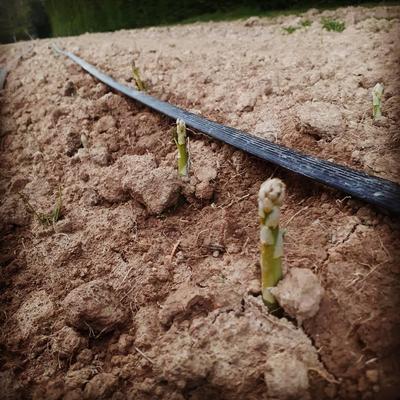 La Récolte des Gautier