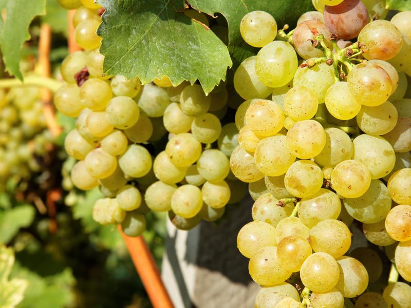 Tour du domaine et dégustation au Domaine du Grand Mayne