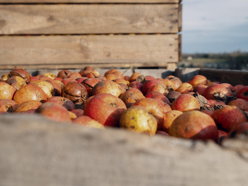 Le Printemps à la ferme au Manoir d'Apreval