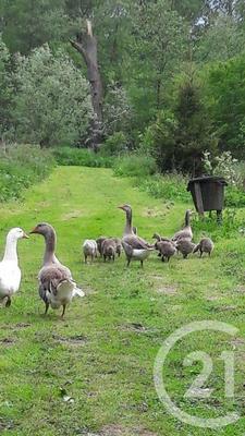 Terrain de loisirs - 16 361 m²