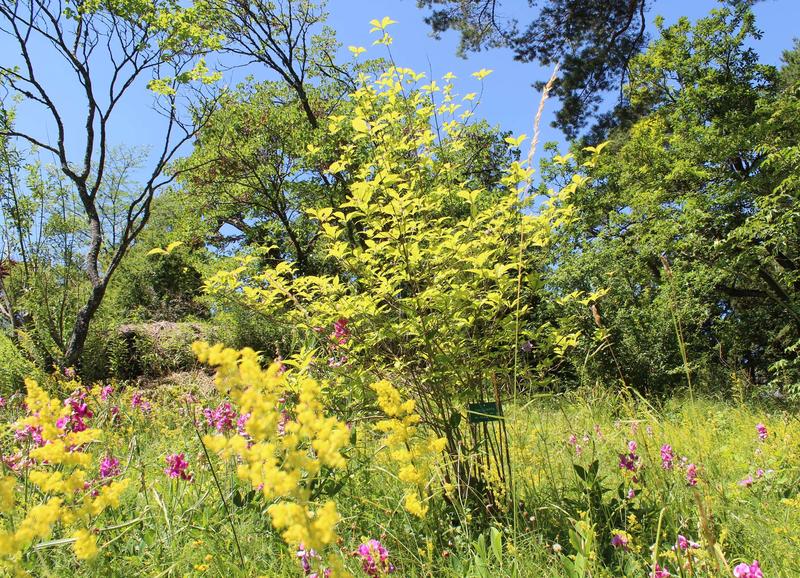 Visite guidée - Jardin Botanique