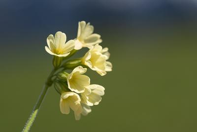 Marché de Printemps à la ferme - le Potager de Joséphine