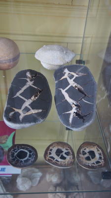 Maison des curiosités naturelles