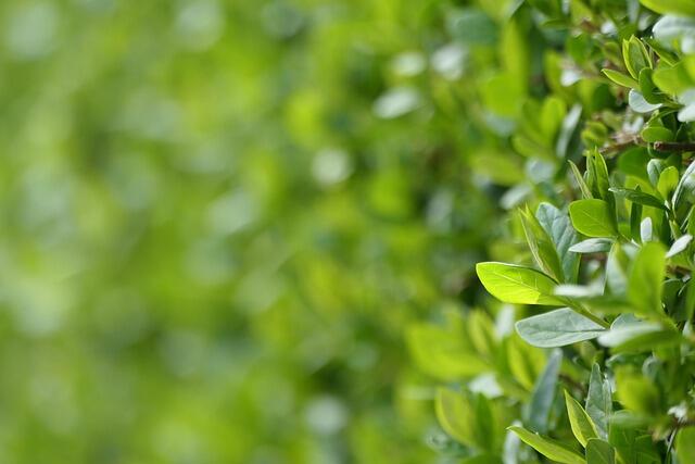 Les haies dans le paysage d'Exoudun