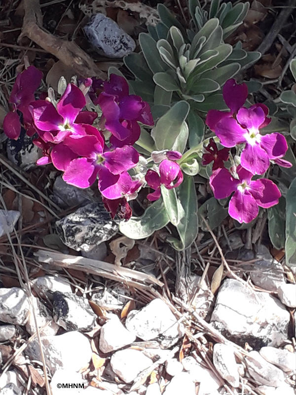 Sortie nature du Muséum :  découverte botanique sur les îles du Frioul (Marseille) - Complet