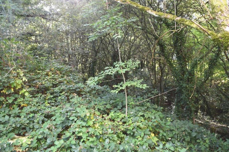 Fonds de commerce - 795 m²