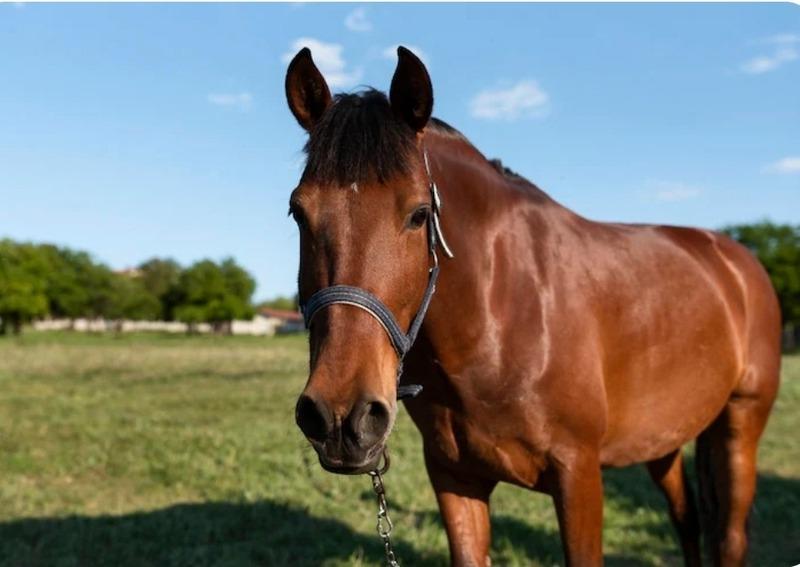 Ferme - 152 m² - 7 pièces