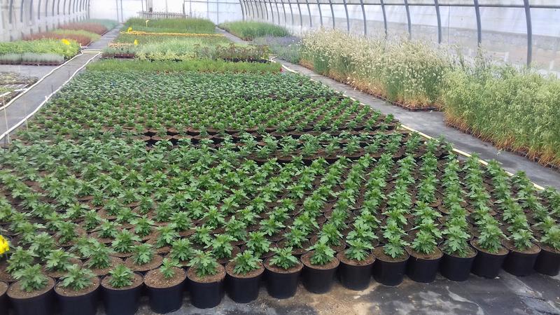 Cultiver la ville : visite des serres de Caen