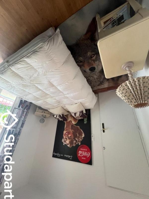 Chambre - 9 m² - 1 pièce