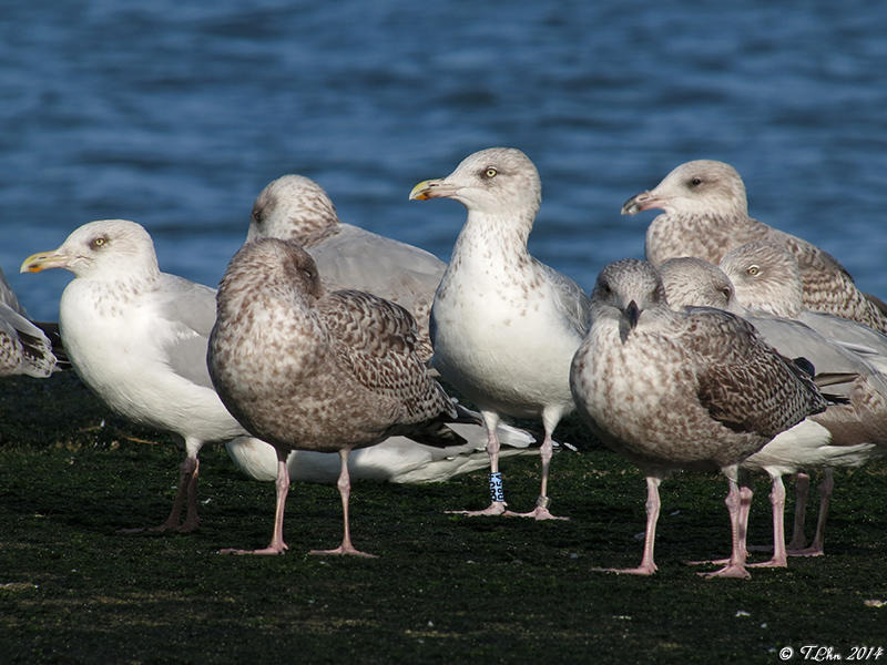 Découverte des oiseaux du bord de mer