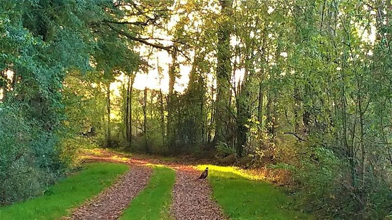 Terrain - 810 000 m²