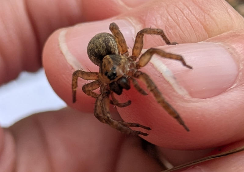 Événement Nature &amp; Vous - Araignées : et si on changeait de regard ?