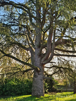 Maison - 184 m² - 8 pièces