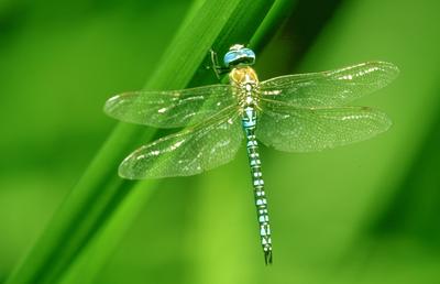 Libellules et papillons