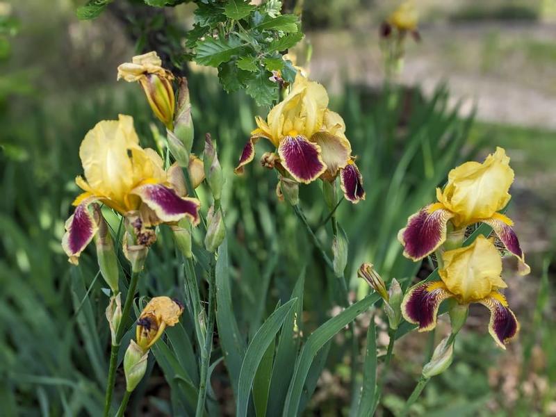 Maison - 300 m² - 10 pièces