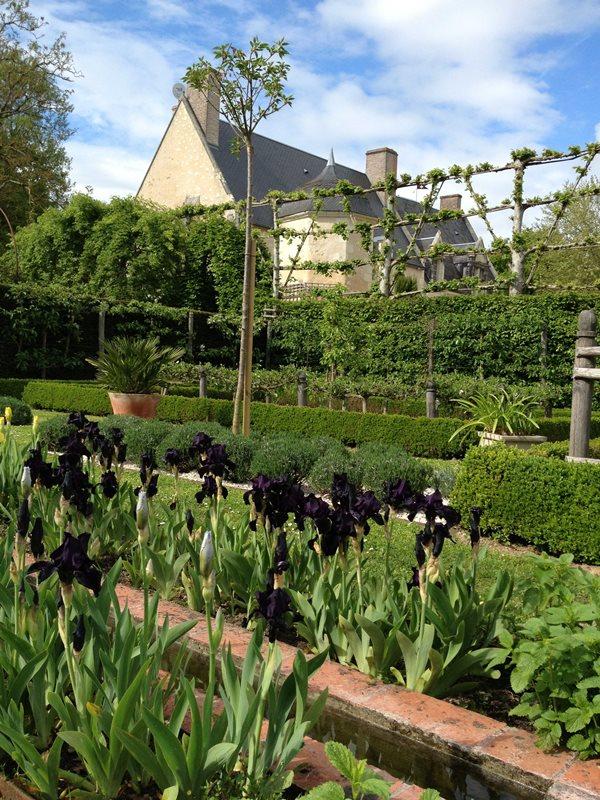 Découvrez les Iris au Domaine de Poulaines