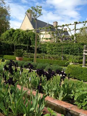 Découvrez les Iris au Domaine de Poulaines