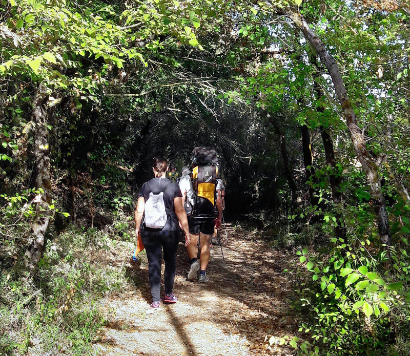 Randonnee Nature Speciale Plantes Sauvages