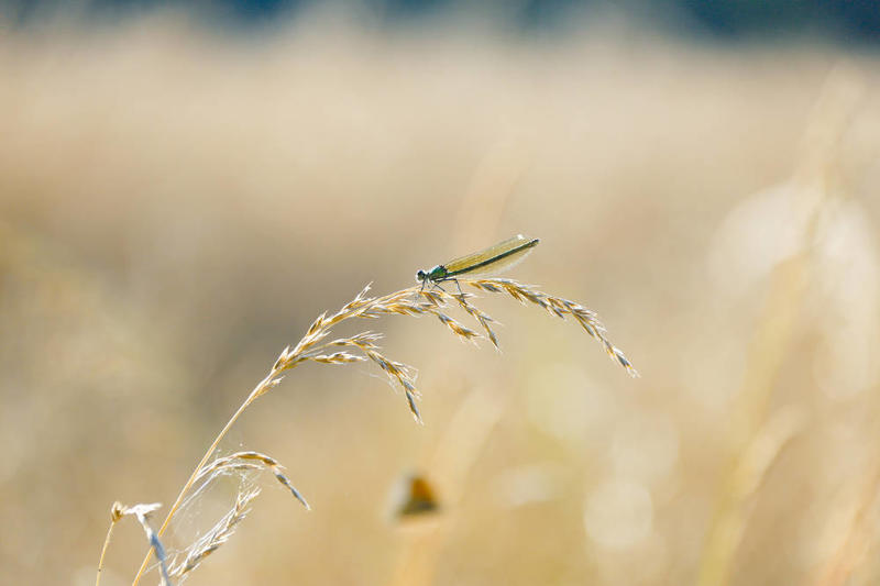 Le réveil des chevreuils