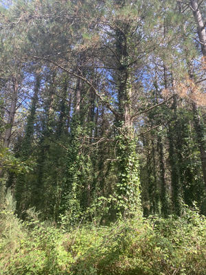 Terrain agricole - 19 300 m²