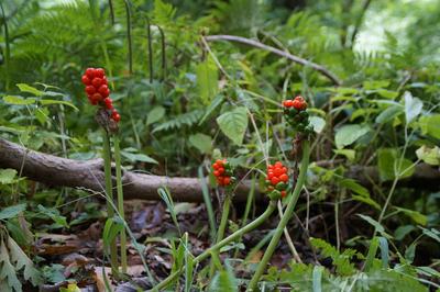 Balade &quot;découverte des plantes sauvages&quot;