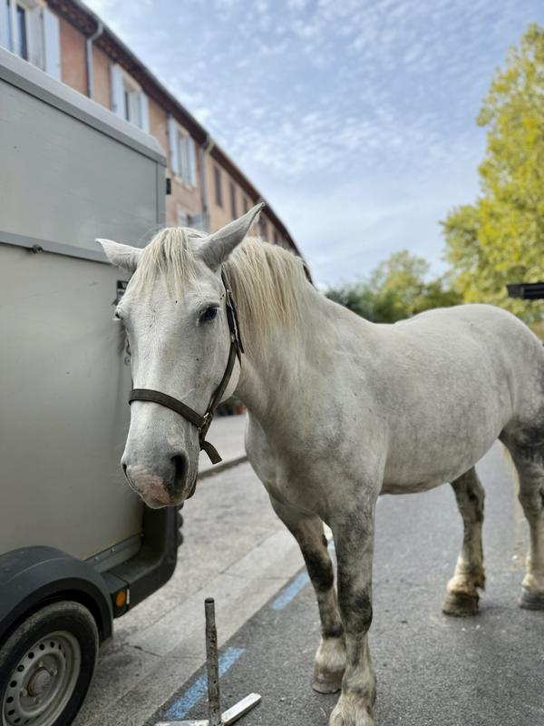Foire agricole de la Saint-Michel