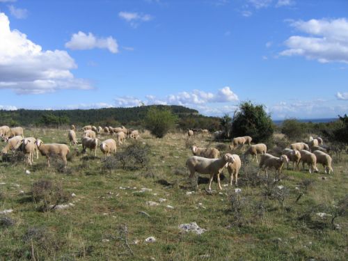 Conservatoire Sites Naturels Bourguignons