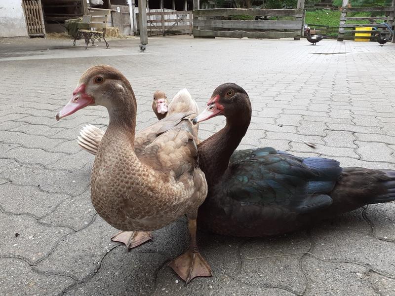 Parcours famille à la ferme