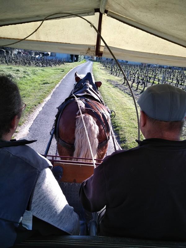 Découverte commentée du vignoble en calèche