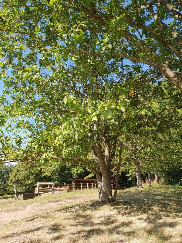 Maison - 310 m² - 7 pièces