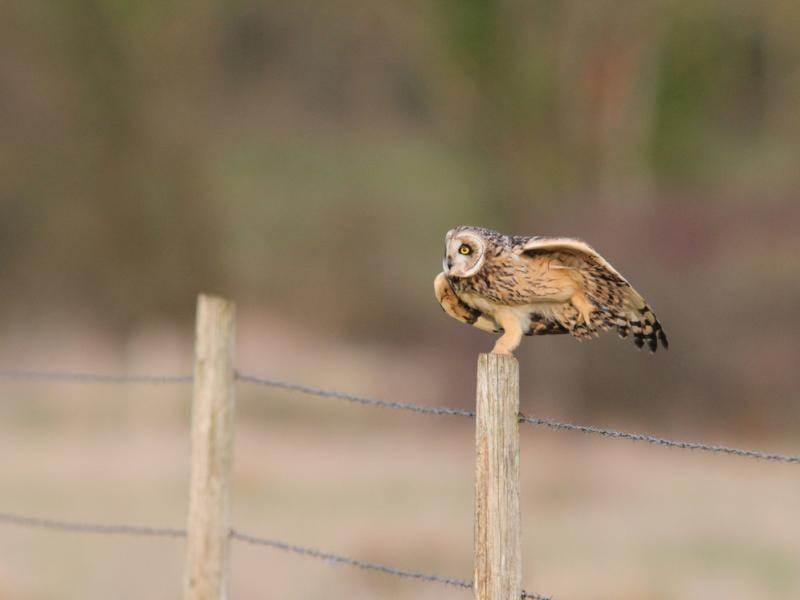 Samedi ornitho à Terres d'Oiseaux
