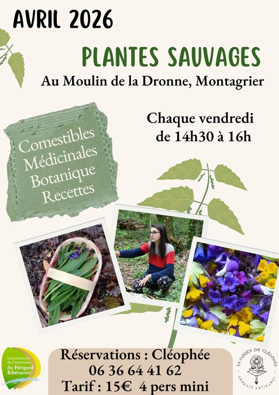 Atelier plantes sauvages
