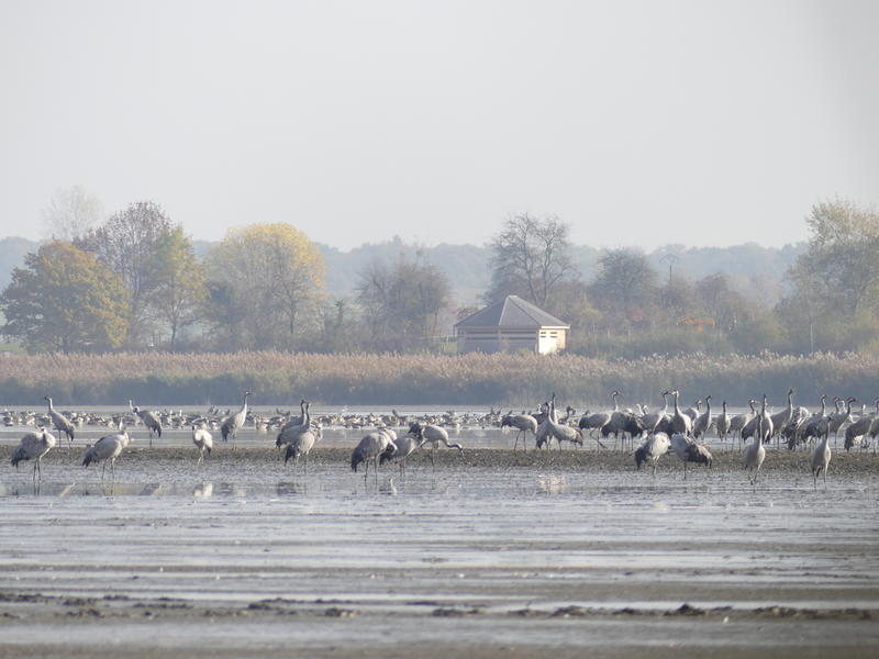 Sortie à la Réserve Naturelle Régionale des étangs de Belval en Argonne