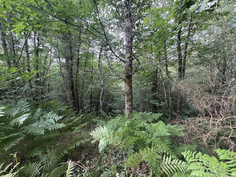 Terrain - 141 093 m²