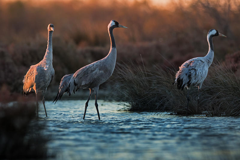 Le lever des grues cendrées