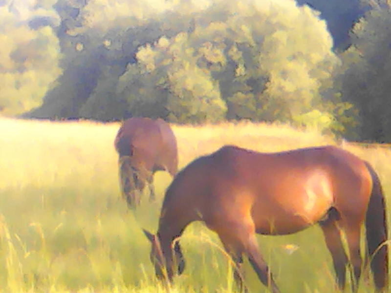 Tournon autour du Cheval