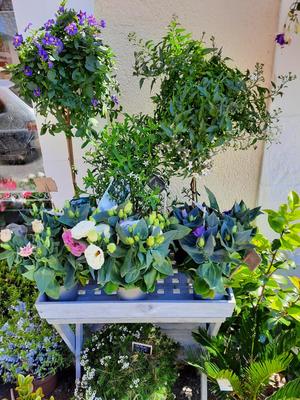 Le Petit Mont Fleuri