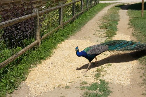 Parc Animalier Reynou